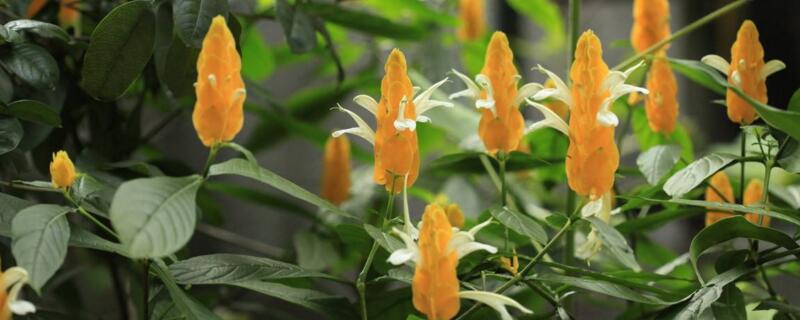 金苞花如何扡插