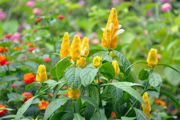 金苞花如何扡插
