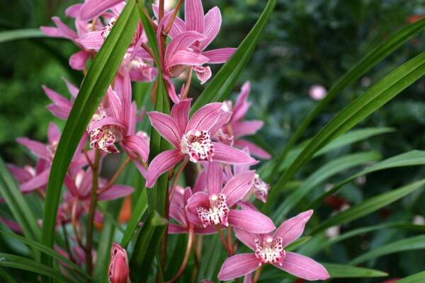 開過花的蘭花怎麼處理