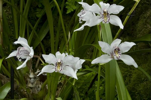 開過花的蘭花怎麼處理