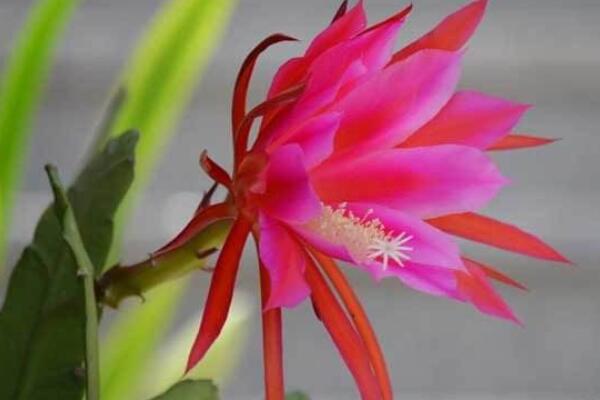 令箭荷花怎麼養護