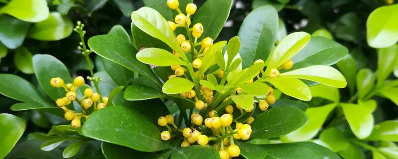 米蘭花謝後怎麼摘心