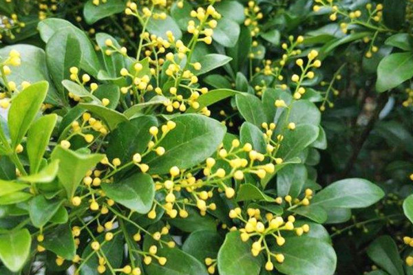 米蘭花謝後怎麼摘心