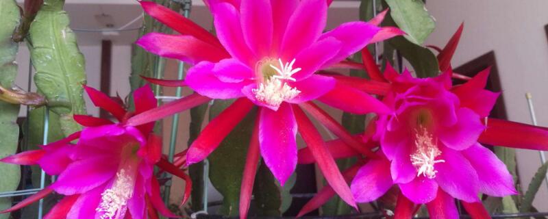 令箭荷花花期養護