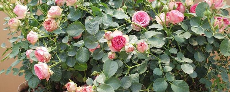 薔薇移盆後多久恢複