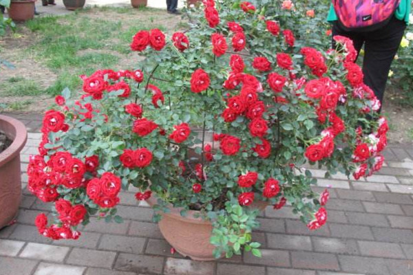 薔薇移盆後多久恢複