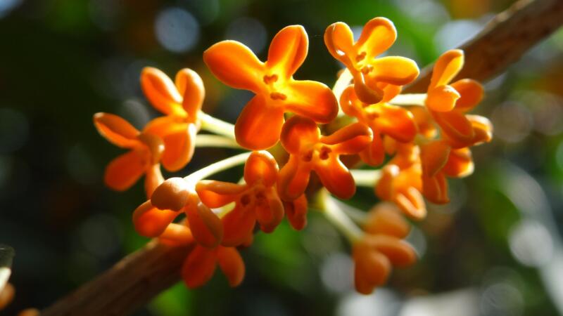 桂花夏天怎麼養