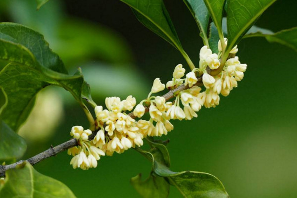 桂花夏天怎麼養