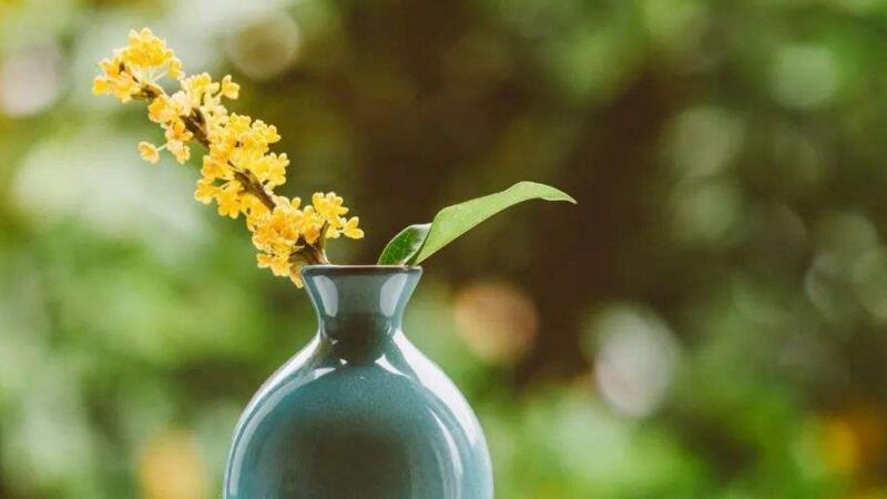 桂花怎麼換盆
