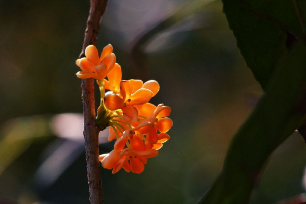 桂花怎麼換盆