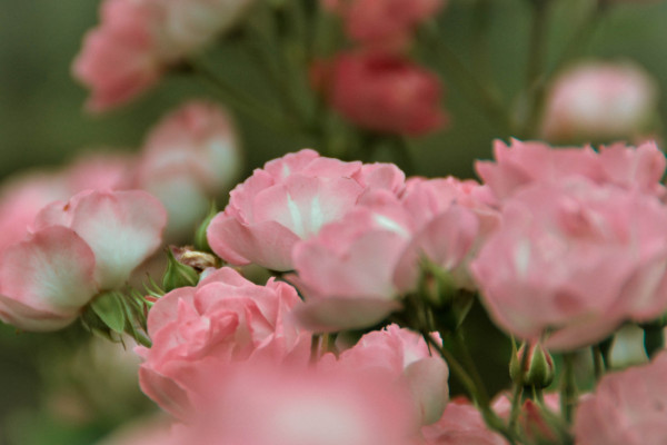 薔薇花怎麼培育