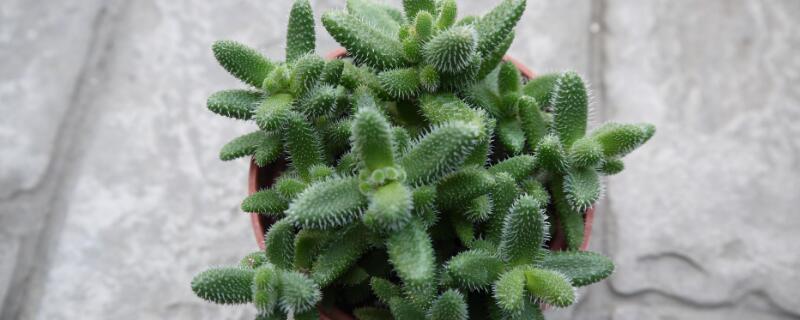 雷童怎麼繁殖