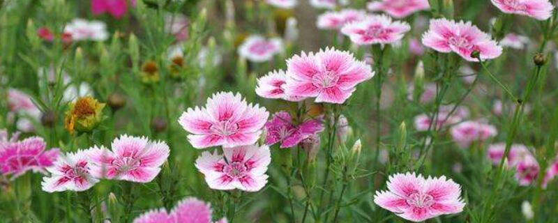 石竹花種子怎麼播種