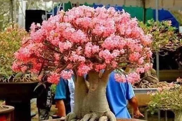 沙漠玫瑰黃葉是什麼原因