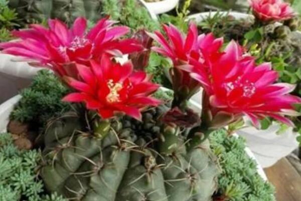 緋花玉施什麼肥