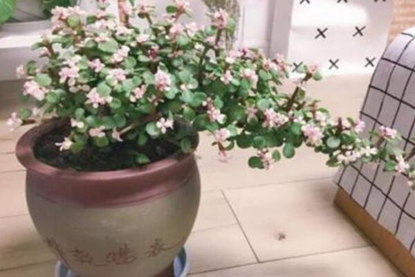 多肉金枝玉葉花怎麼養
