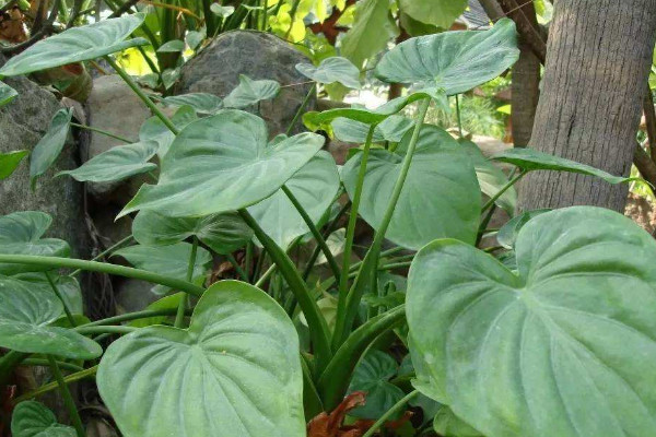 尖尾芋的養殖方法