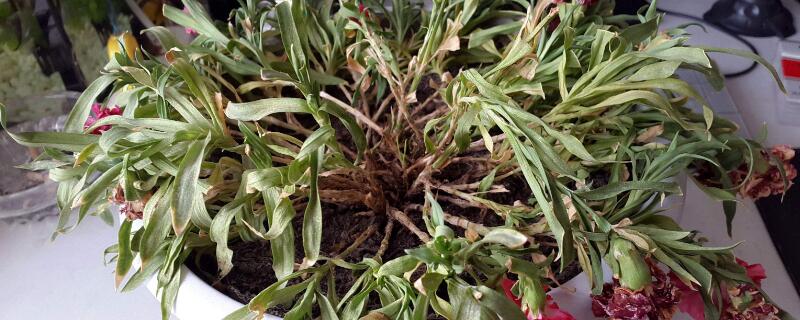 康乃馨枯萎了怎麼挽救