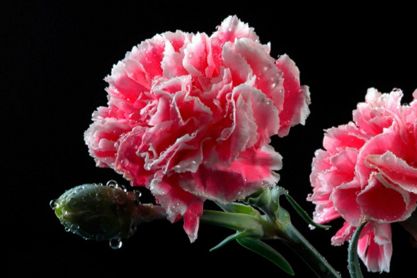 康乃馨枯萎了怎麼挽救