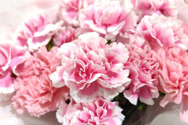 康乃馨枯萎了怎麼挽救