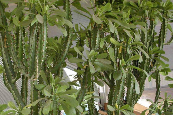怎樣讓霸王鞭長側枝