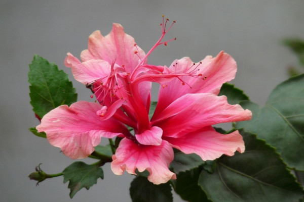 扶桑花怎麼泡根