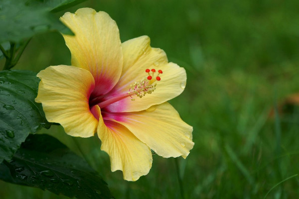 扶桑花怎麼泡根