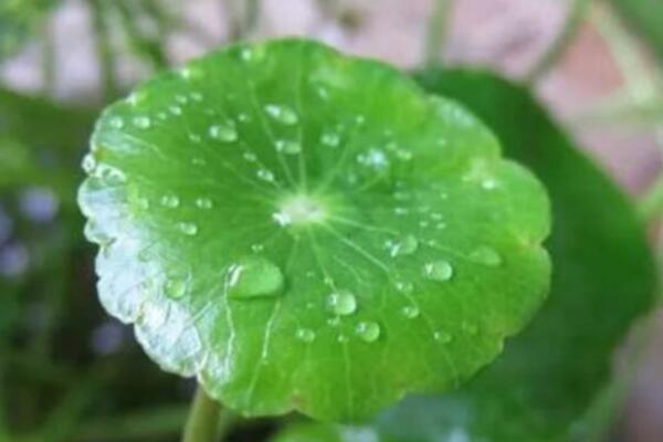 銅錢草開花了怎麼修剪