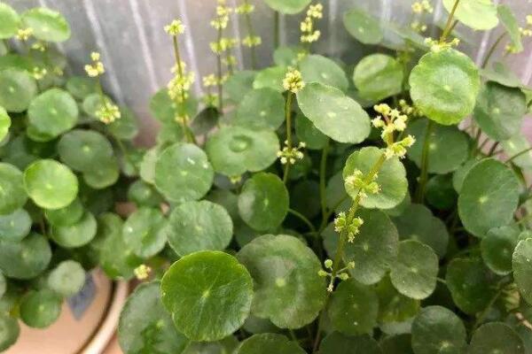 銅錢草開花了怎麼修剪