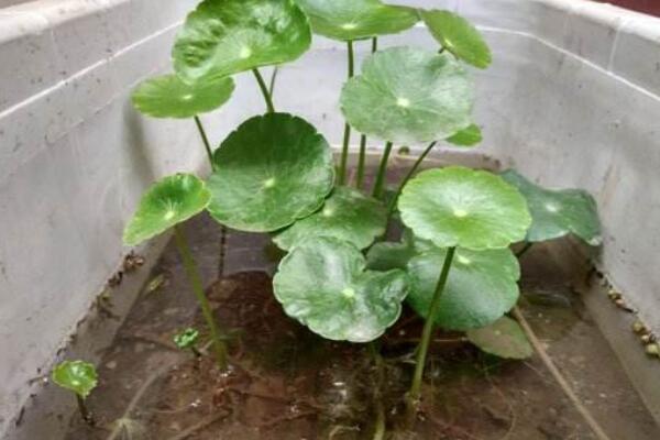 銅錢草根莖怎麼種