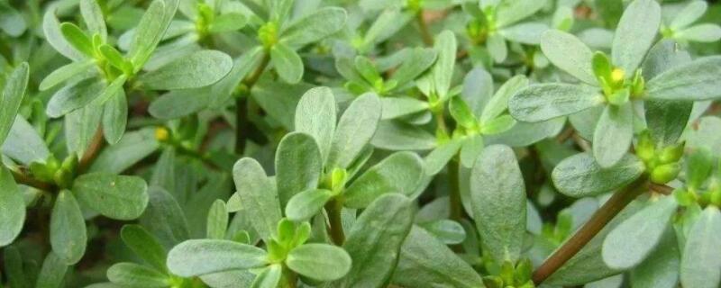 馬思涵野菜有什麼功效