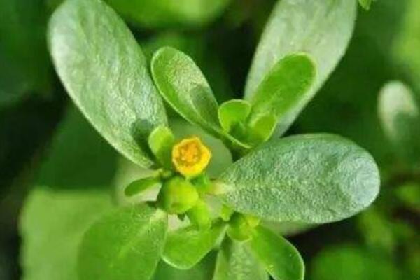 馬思涵野菜有什麼功效