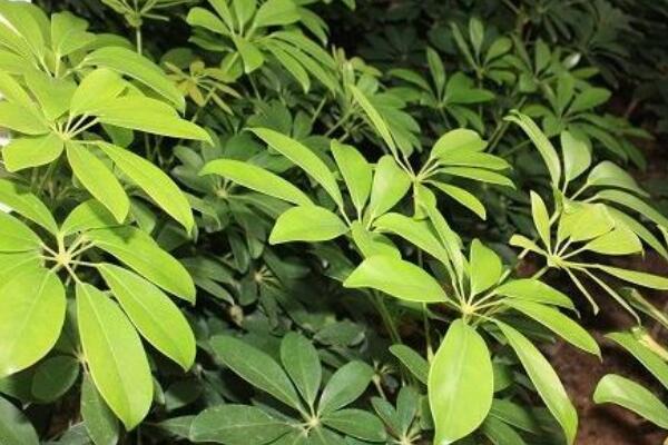 鵝掌柴掉葉子怎麼回事