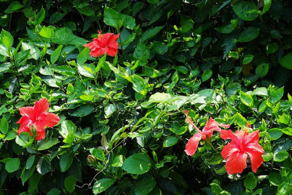 朱槿花怎麼養