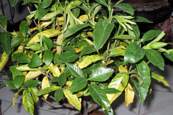 枝枝花黃葉子怎麼回事