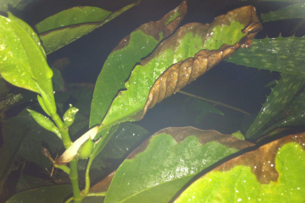 枝枝花黃葉子怎麼回事