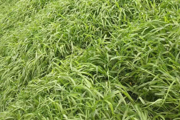 種草籽應該注意什麼