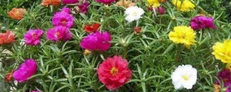 太陽花開花後怎麼處理