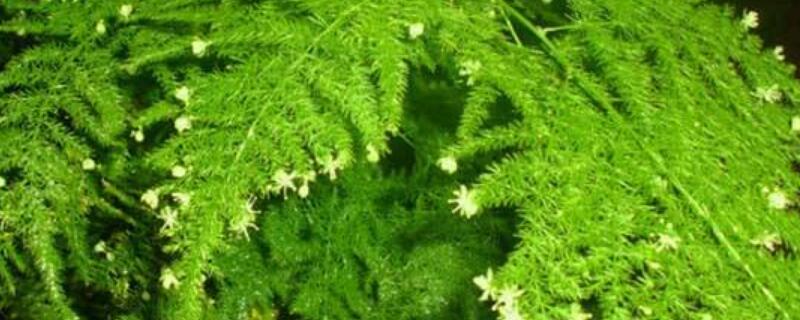 文竹夏天怎麼澆水