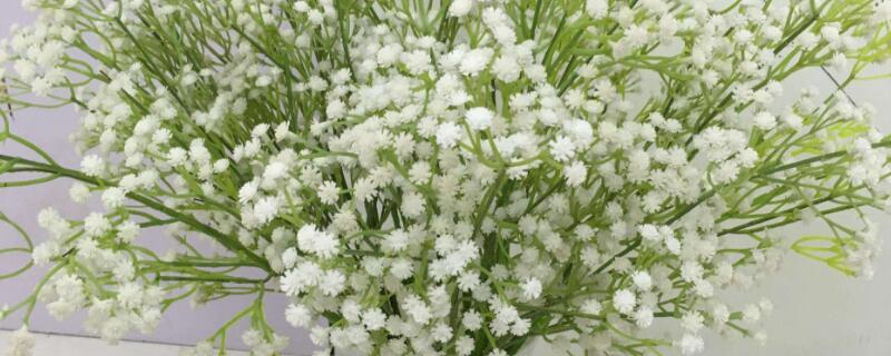 滿天星幹花怎樣插花瓶
