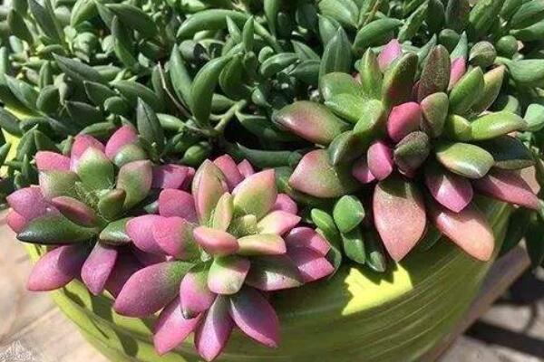 多肉身上很髒怎麼洗