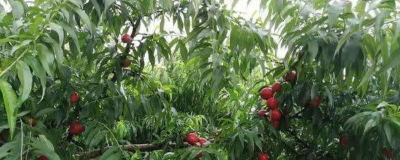 果樹移栽後多久生根