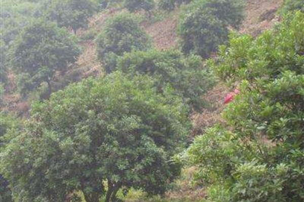 果樹移栽後多久生根