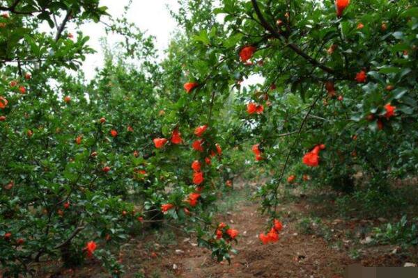 果樹移栽後多久生根