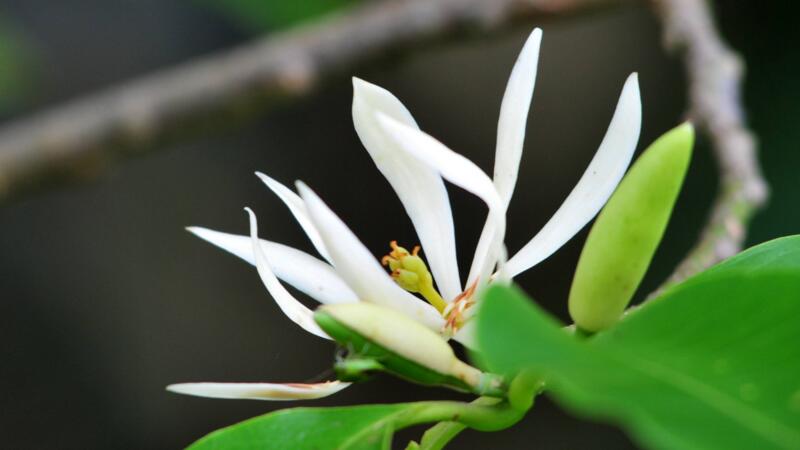 白蘭花怎麼養