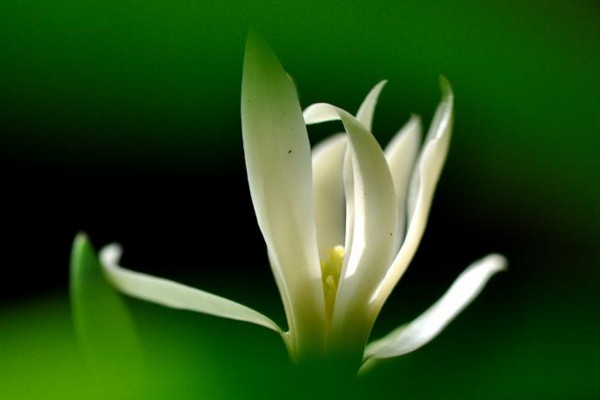白蘭花怎麼養