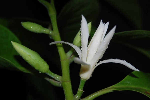 白蘭花怎麼養
