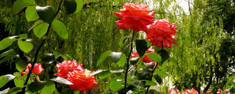 月季花不開花怎麼辦