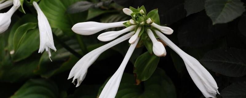 白玉簪花的養殖方法