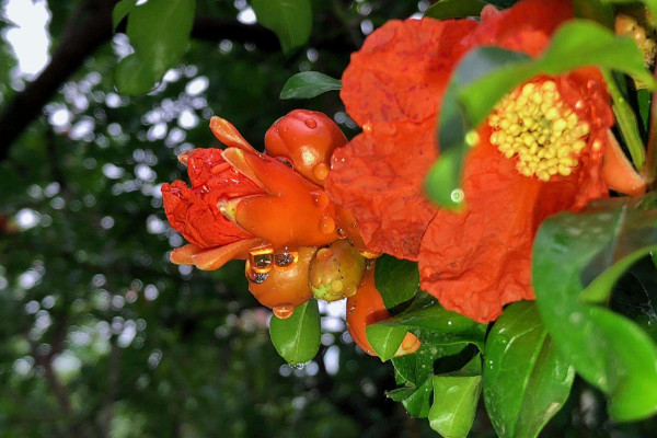 石榴花為什麼不開花